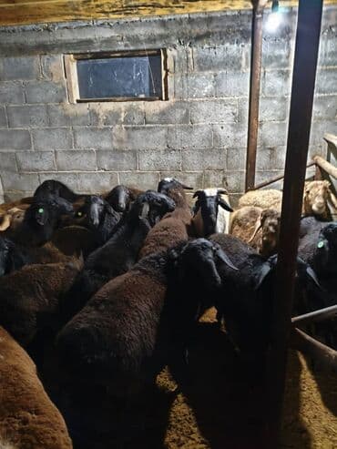 собака долматинец: Продаю | Овца (самка) | Меринос | Для разведения | Матка — 4