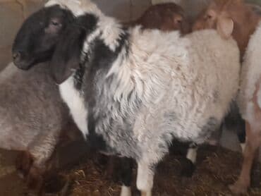 продам охотничью собаку: Продаю | Баран (самец) | Арашан, Долан | На забой, Для разведения — 5