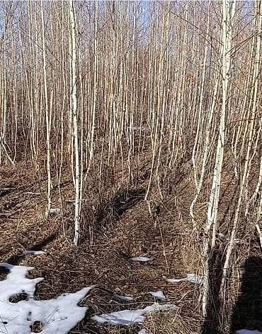 комнатные растения фото: Саженцы деревьев: Берёзы — 4