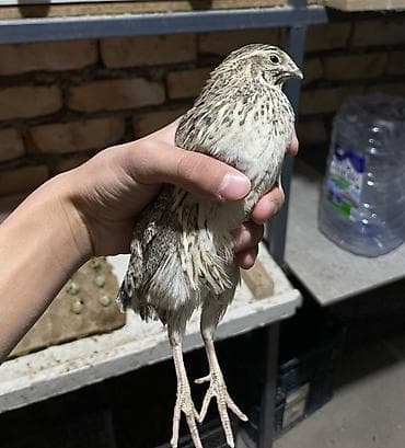 кукуруза попкорна: Перепёлки Италия — 2