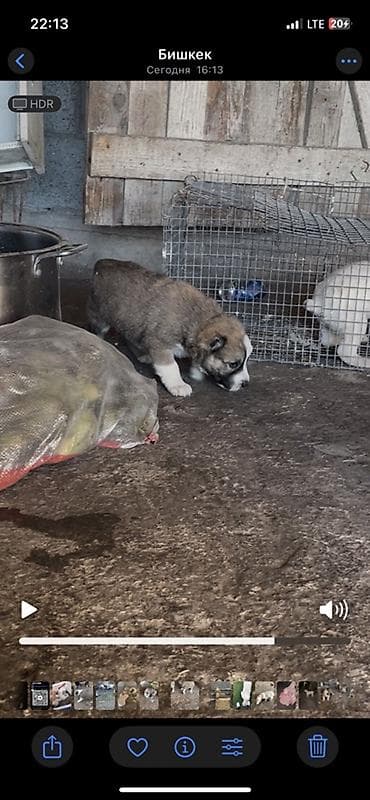 щенки русский спаниель: Продается чистокровный алабай щенки почти месяц крупные бодрые — 6