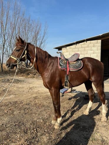 сколько стоит немецкая овчарка в бишкеке: Продаю | Жеребец | Конный спорт — 5