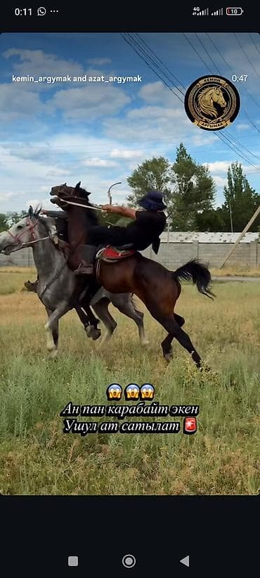 феникс куры: Продаю | Жеребец | Конный спорт | Племенные — 4