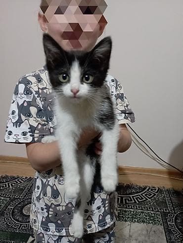 Котёнок, девочка, Возраст 2 месяца. Ласковая, контактная, спокойно