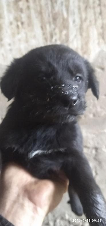 щенок лабрадора: Лабрадор-ретривер, 1 месяц, Самка — 2