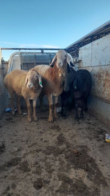 королевский пекинес: Продаю | Баран (самец) | Арашан | Для разведения | Племенные — 7