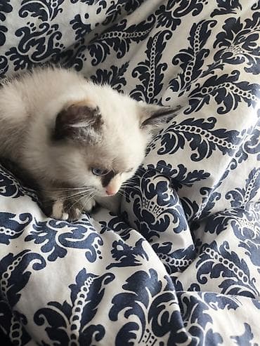 Мышык бекер берем: Отдам котят бесплатно в хорошие руки есть 2 котенка можно одного на — 6