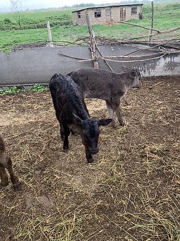 коровы швиц: Продаю | Музоо, торпок | На откорм — 2