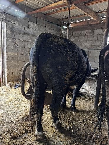 продажа курей: Продаю | Бык (самец) | На откорм | Привязанные — 4