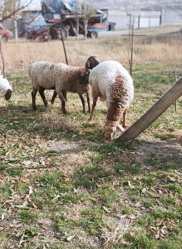 домашние птицы: Продаю | Овца (самка) | Для разведения | Матка — 1