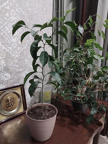 Апелсиновое дерево, возраст 1,5 года, цена 500 сом. Цветы бегоню отдам