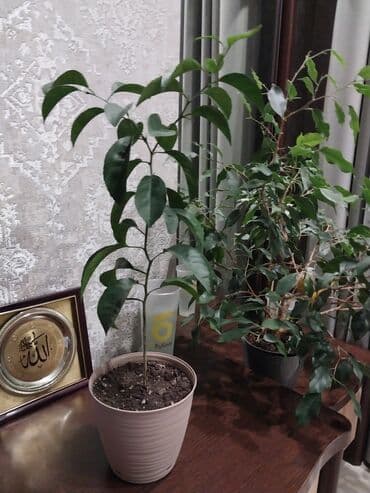 Диффенбахии: Апелсиновое дерево, возраст 1,5 года — 3