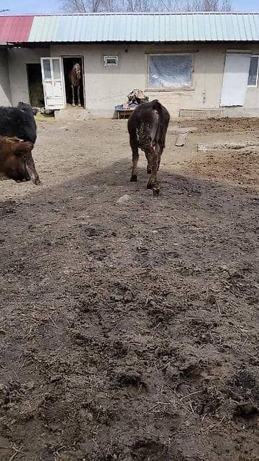 молоко для телят: Продаю | Музоо, торпок | На откорм — 6