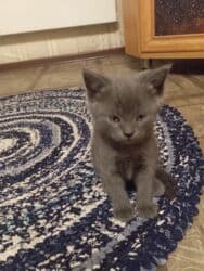 американская жесткошёрстная кошка цена: Продаются котята от британской кошки 2 месяца пушистый комочек — 7