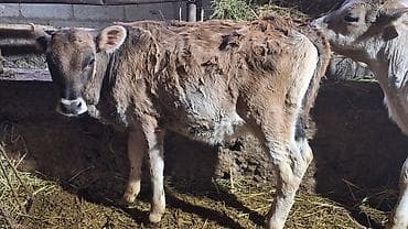 Животные: Продаю | Музоо, торпок | На откорм | Искусственник — 4