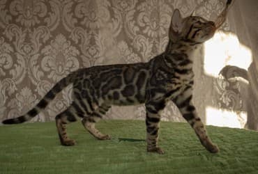 купить породистых котят: Бенгальские котята новый помет. Элита кошачьего мира.Питомник бен гла — 2