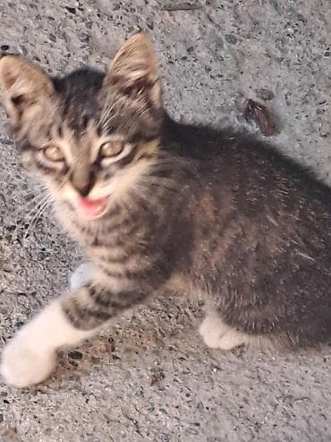 кошка кот: Отдам бесплатно девочка подобрала у дома Котёнок серо-тигрового окраса — 1