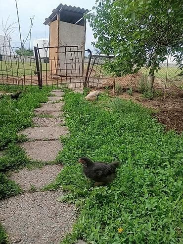Продам с/х животных: Домашняя птица для подворья - Утки: на выгуле видно — 5