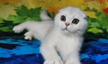 ручная обезьянка живая купить: Скотиш Фолд (Шотландская вислоухая), 2 месяца, Мальчик, Серебристая шиншилла — 2