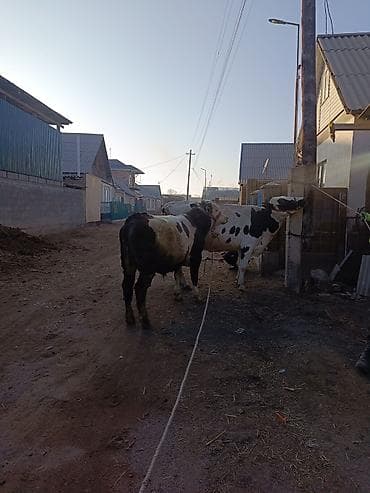 коты бишкек: Сатам | Бука (эркек) | Көбөйтүү үчүн, Сүт алуу үчүн | Байланган — 4