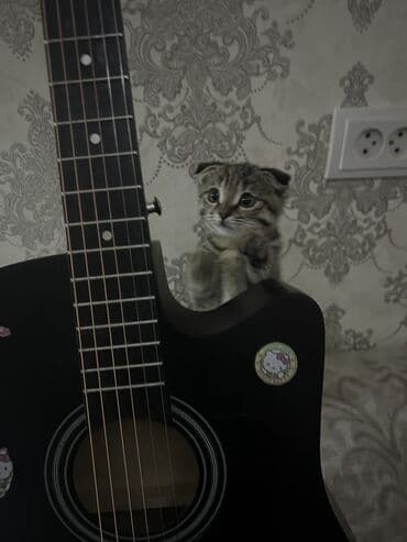 кошка британская шиншилла цена: Скотиш Фолд (Шотландская вислоухая), 2 месяца, Девочка, Проглистована, Приучена к лотку — 2