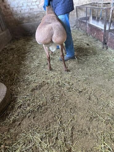 продаю в связи с переездом: Продаю | Баран (самец) | Арашан | Для разведения | Осеменитель — 1