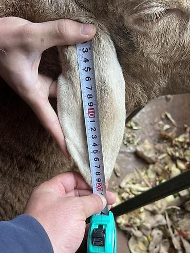 порода комару: Продаю | Баран (самец) | Для разведения | Племенные — 5