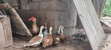 Мускусные утки (индоутки), поголовье смешанной окраски