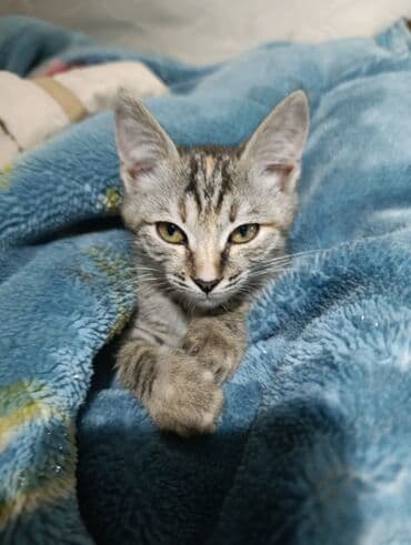 собака долматинец: Мышыгым жоголуп атат коргондор болсо чалып койсонуздар мага же кимдир — 2