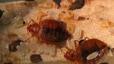 Химчистка мебели: Дезинфекция, дезинсекция, | Клопы, Блохи, Тараканы, | Транспорт, Офисы, Квартиры — 5