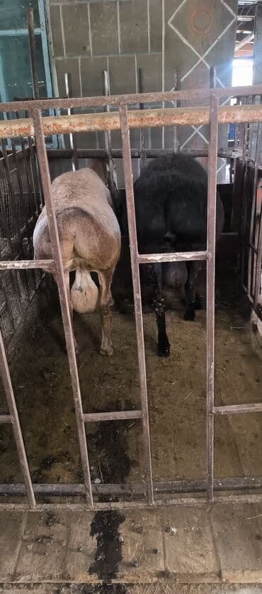 коровы молочной породы купить: Продаю | Баран (самец) | Арашан | Для разведения | Племенные — 13