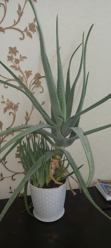 кашпо для орхидей: Алоэ (возможно, алоэ древовидное/алоэ вера) в горшке. Описание: - — 1