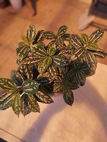 цветущий декабрист: Арбуз. Пилея Кадье (Pilea cadierei), также известная как — 3