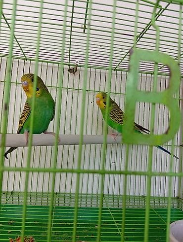 отпугиватель птиц: Волнистые попугаи (парами или по одному) - Окрас: ярко‑зеленый с — 1