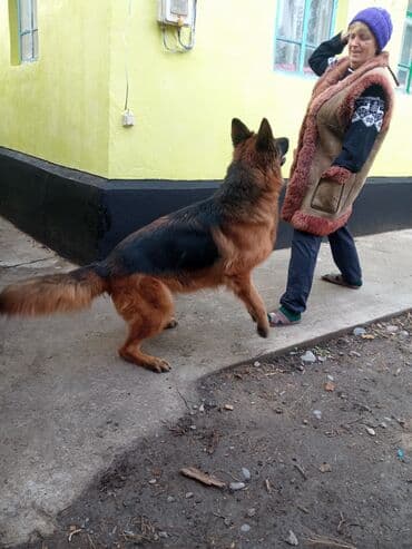 южнорусская овчарка: Щенки немецкой овчарки - Порода: немецкая овчарка, классический окрас — 7