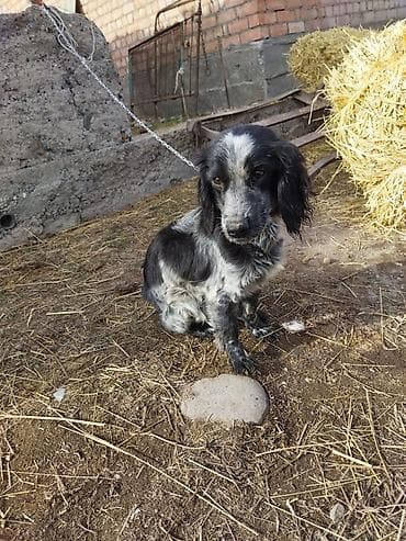 щенок спаниеля купить: Порода: собака мелкого/среднего формата, тип спаниеля. Окрас — 4