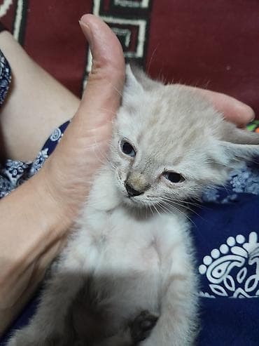 котик 1 месяц: Г. Манас. Жалал-Абад. котята, мышык, отдам даром в хорошие руки — 3