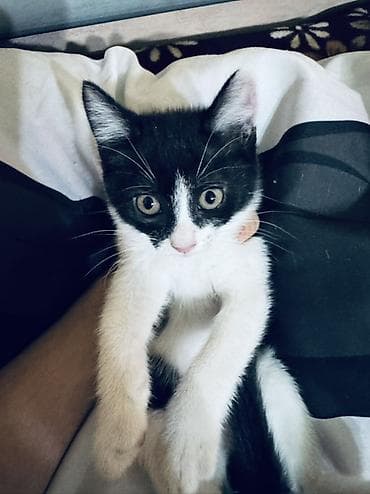 смесь для котят: Котята домашние, отдам в хорошие руки Кушают все, к лотку приучены — 2