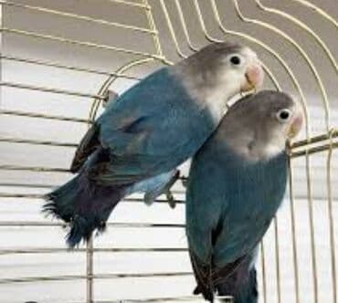 кролик купить декоративный: Массковые неразлучники (Agapornis): декоративные попугаи малых — 4