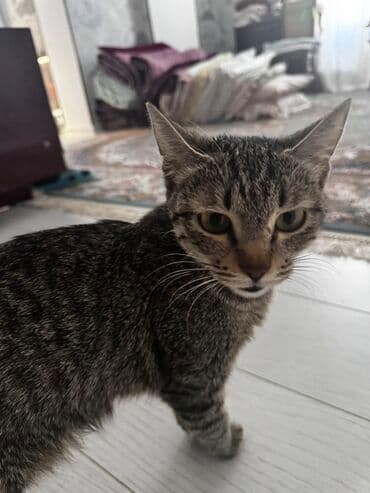 возьму кота: Предлагаются к усыновлению милые котята. Серый полосатый котенок с — 2