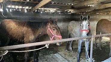 дакан китаец: Продаю | Жеребенок | Для разведения | Племенные — 1