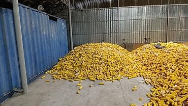 Аквариумы: Продаю кукурузу в початках сорт "Торро "турецкий — 1