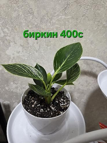 Фикусы: Комнатные растения в горшках. 1) Филодендрон Биркин — компактные — 2