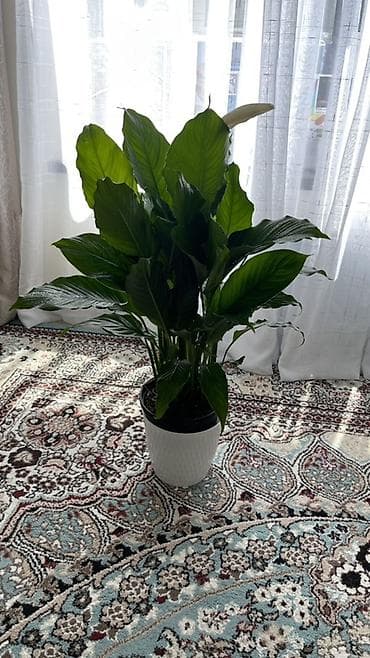 спатифиллюм: Спатифиллум Гигант Spathiphyllum), крупный куст - Листья крупные — 2
