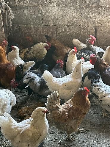 утка цыпленок: Домашние Куры и петухи Молодые Начали нестись в наличии 45голов Все — 1