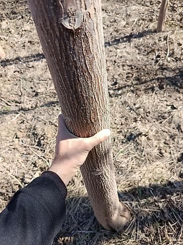 фикус бенджамин: Саженцы — 1