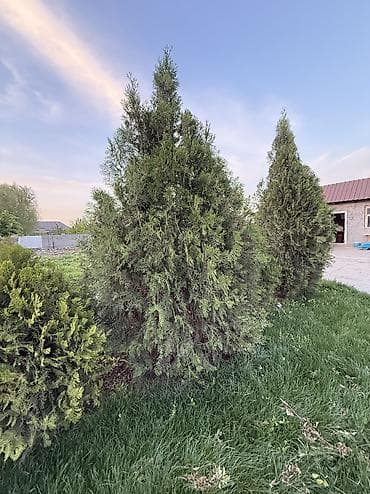 саженцы дуба: Туя Сатылат Живые хвойные растения для озеленения участка — 7