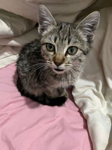 возьму кошку в добрые руки: Полосатый котёнок, девочка 2 месяца . серо-коричневые полосы — 2