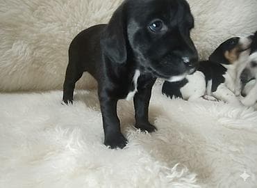 щенки ротвейлер: Щенки спаниеля 🐶 Город: Кант Продаются щенки чистокровного спаниеля: 🐾 — 1