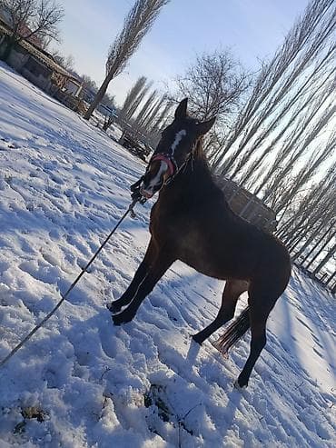 корги собаки: Продаю | Кобыла (самка) — 2